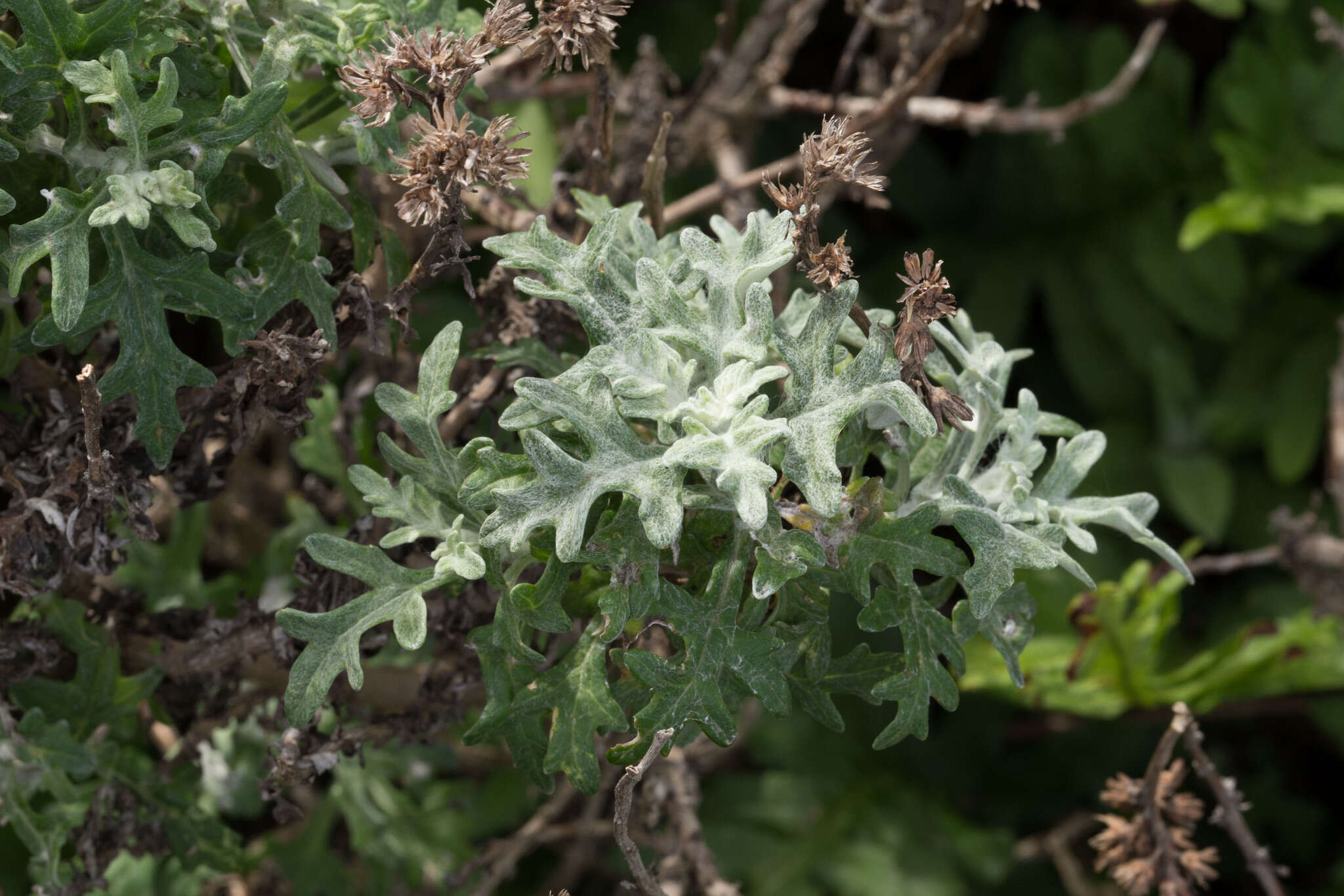 Image of seaside woolly sunflower