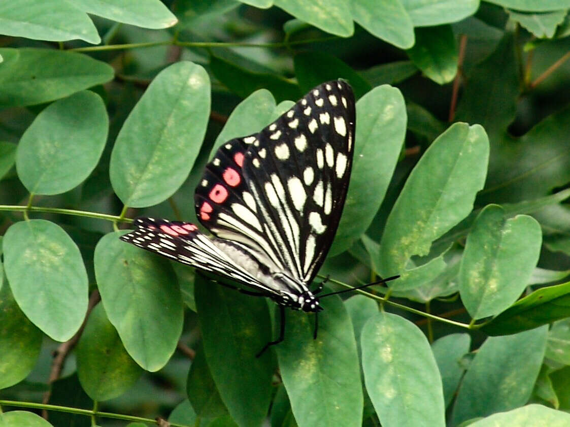 Plancia ëd Hestina assimilis Linnaeus 1758