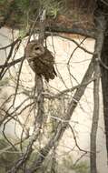 Image of Spotted Owl