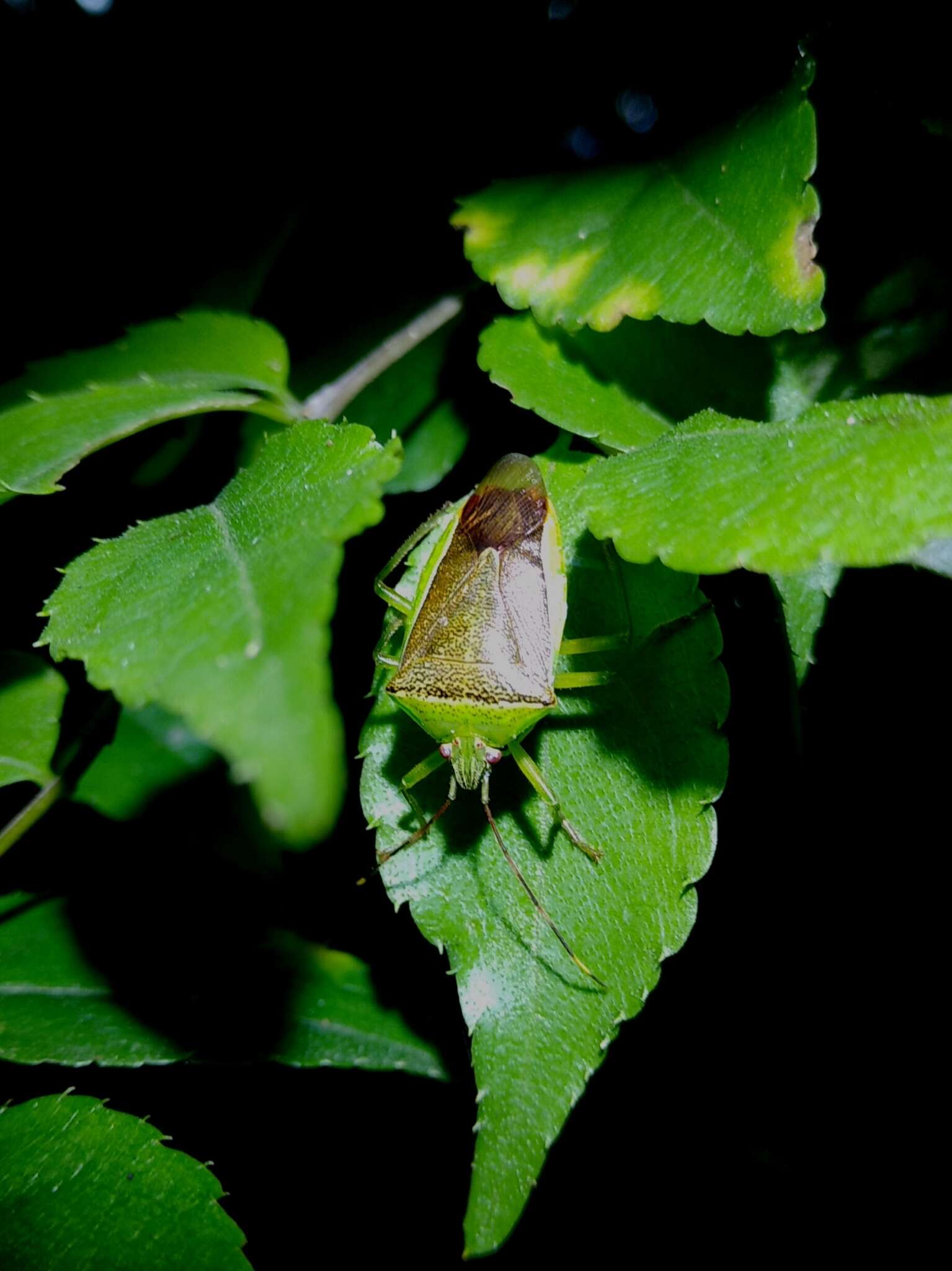 Image of <i>Neojurtina typica</i> Distant 1921