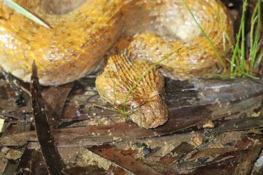 Image of Acanthophis cryptamydros Maddodk, Ellis, Doughty, A. Smith & Wüster 2015