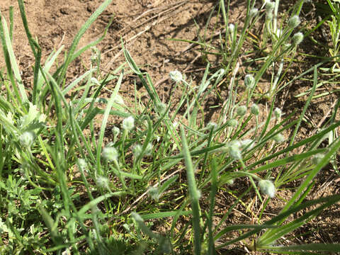 Image of dotseed plantain