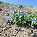 Image de Mertensia pterocarpa (Turcz.) Tatewaki & Ohwi