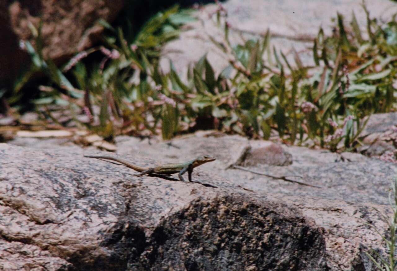 Image of Common Flat Lizard