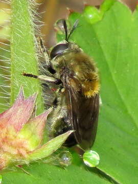 Image of Microdon manitobensis Curran 1924