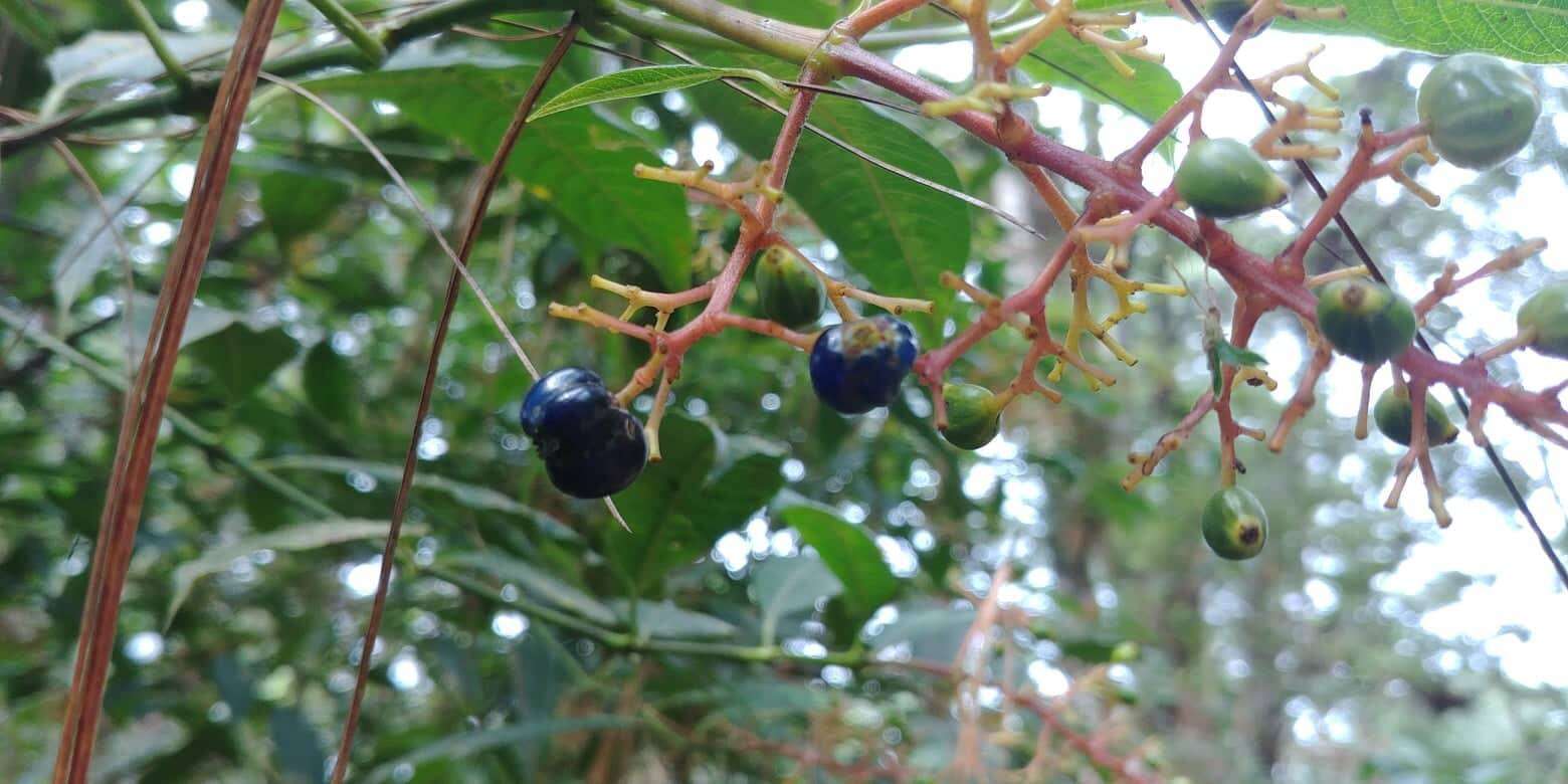 Image de Palicourea padifolia (Willd. ex Schult.) C. M. Taylor & Lorence