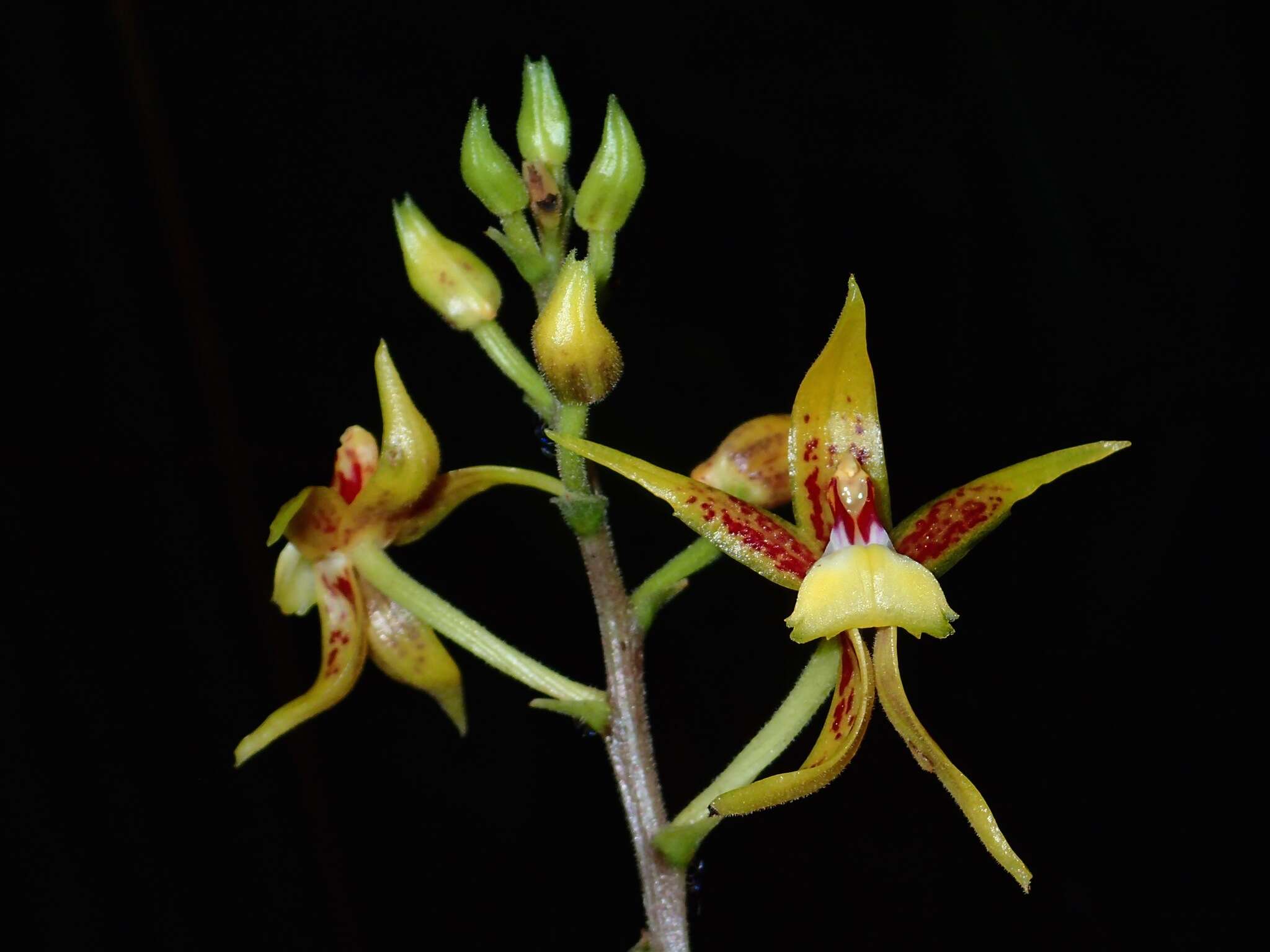 Image of Plocoglottis plicata (Roxb.) Ormerod