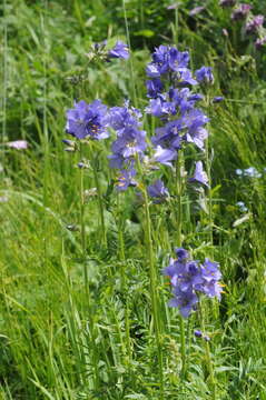 Image of Polemonium caeruleum subsp. caeruleum