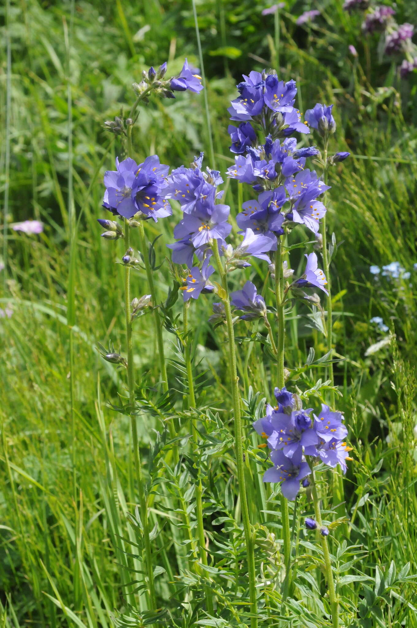 Image of Polemonium caeruleum subsp. caeruleum