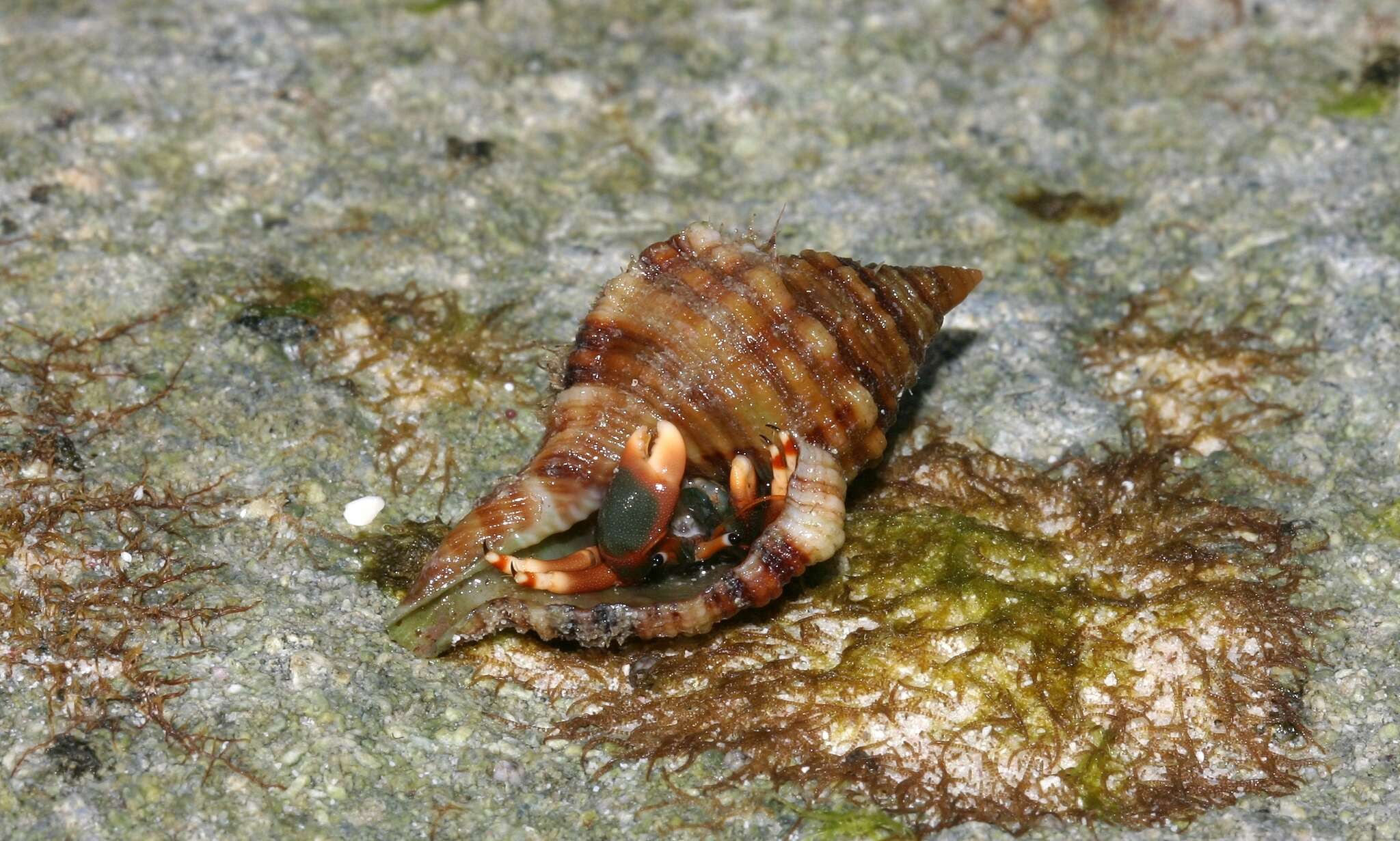 Image of orange claw hermit crab