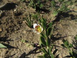 Image of Roepera sessilifolia (L.) Beier & Thulin