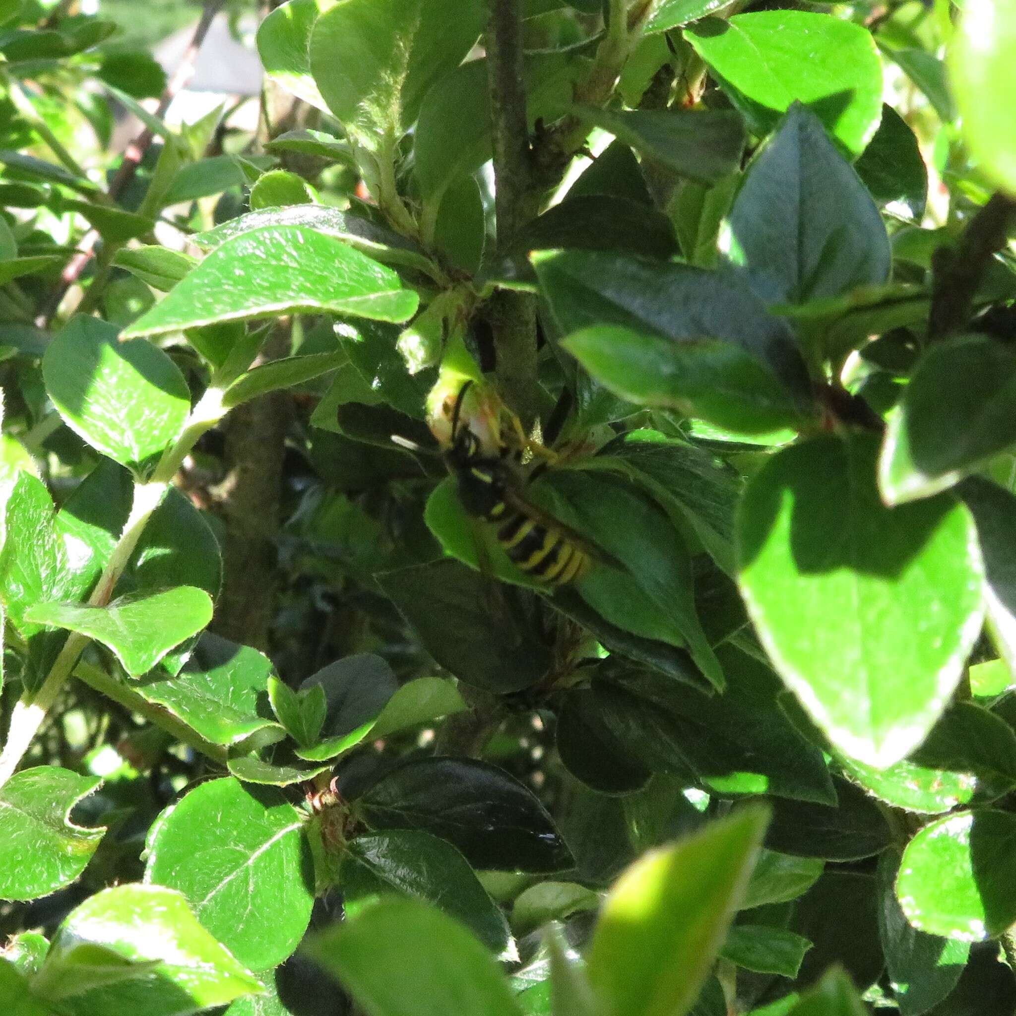 Image of Dolichovespula sylvestris (Scopoli 1763)