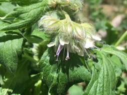 Image of Fendler's Waterleaf