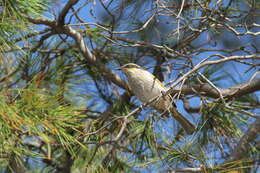 Image of South-western Singing Honeyeater