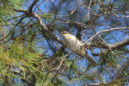 صورة Gavicalis virescens virescens (Vieillot 1817)