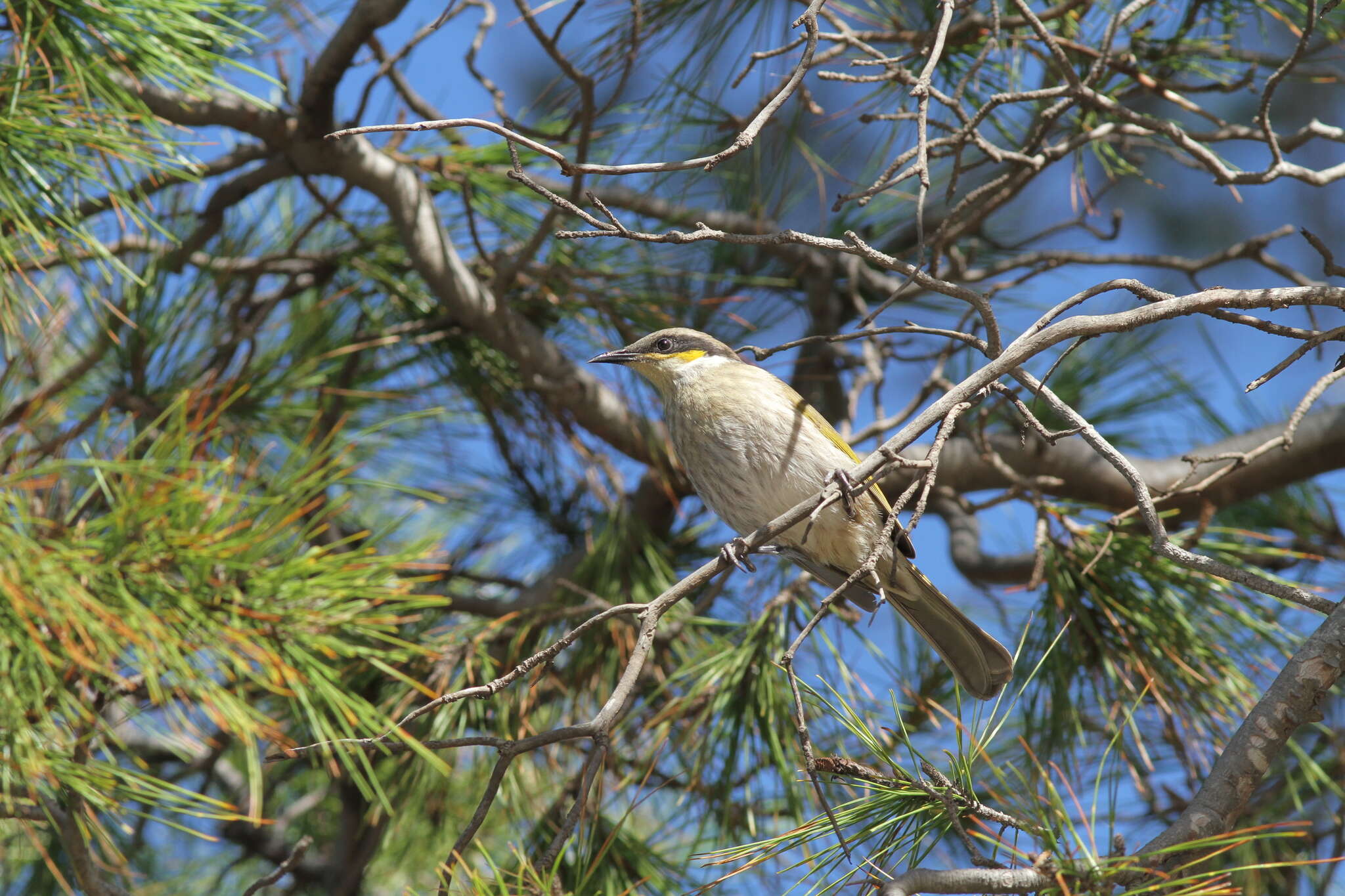 Image of Gavicalis virescens virescens (Vieillot 1817)