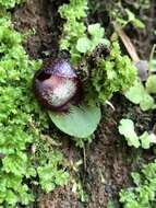 Image of Bristly helmet orchid