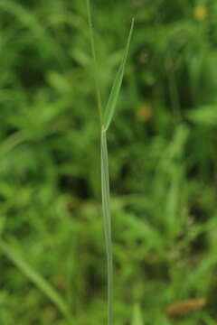 Image of Alopecurus brachystachyus M. Bieb.