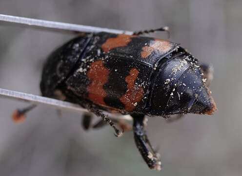 Image of Nicrophorus (Nicrophorus) obscurus (Kirby 1837)