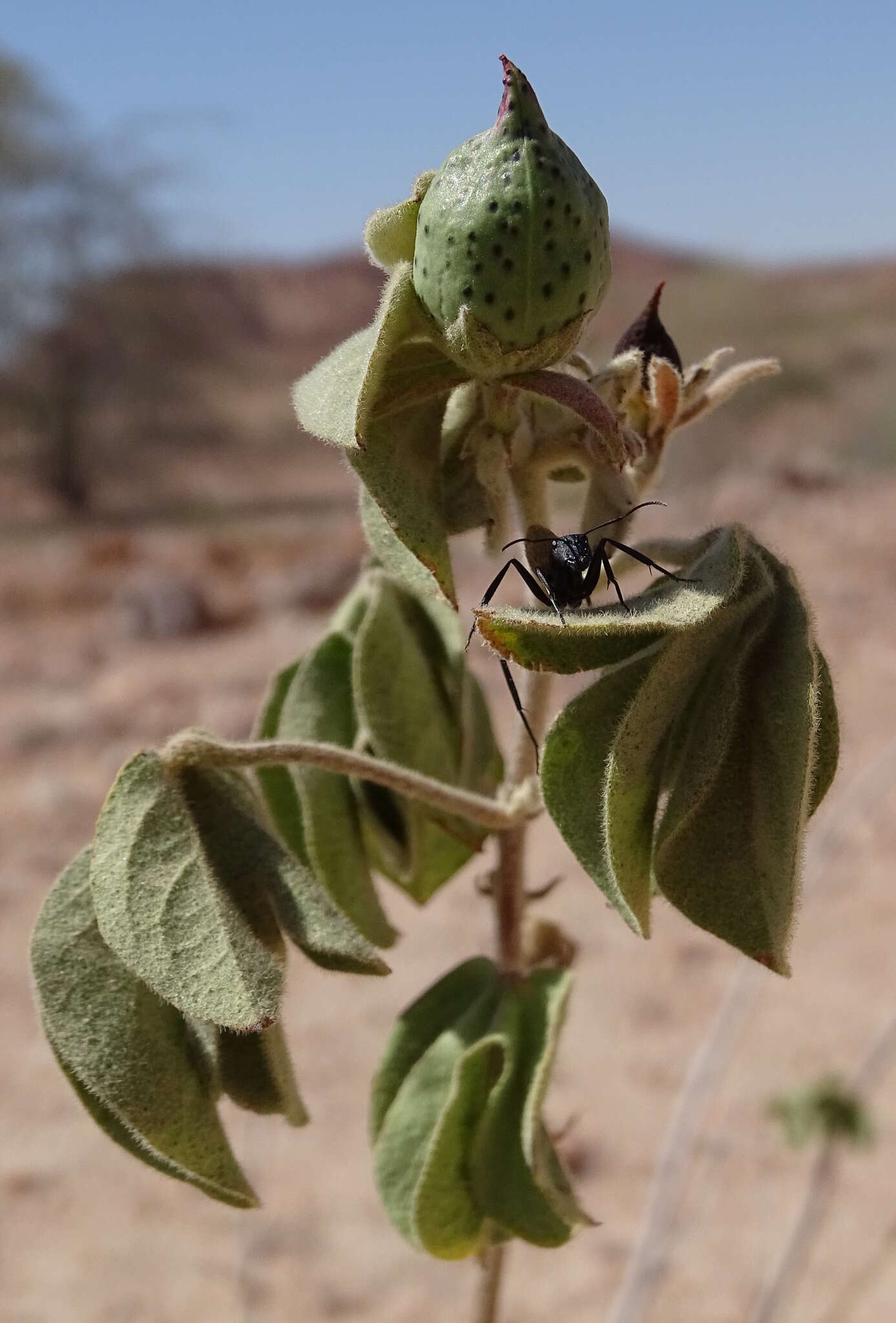 Image de Gossypium anomalum Wawra ex Wawra & Peyr.