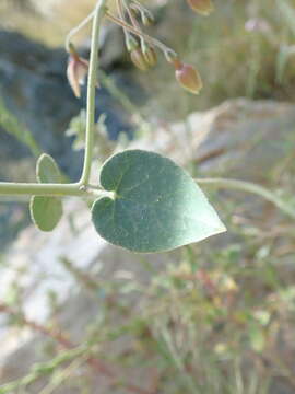 Image of Pergularia tomentosa L.