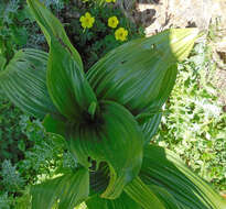 Image of Colchicum macrophyllum B. L. Burtt