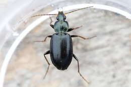 Imagem de Agonum (Agonum) placidum (Say 1823)