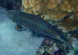 Canthigaster margaritata (Rüppell 1829) resmi