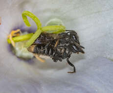 Image of Bellflower Resin Bee