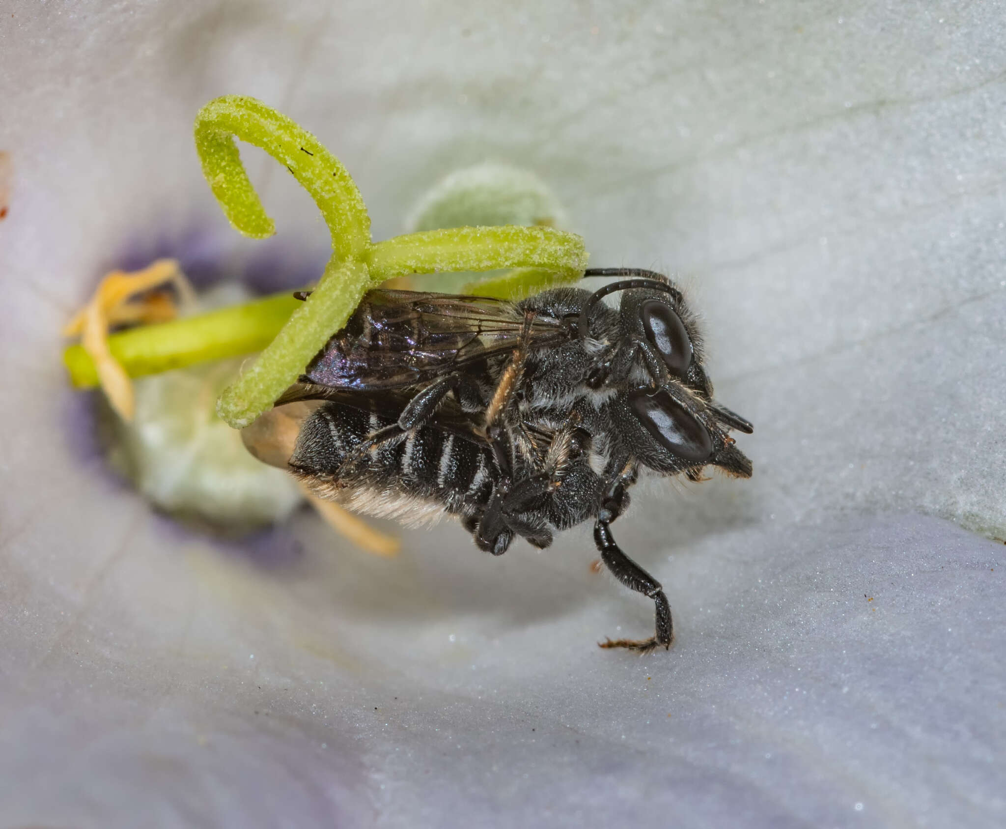 Image of Bellflower Resin Bee