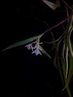 Image of Epidendrum albopropinquum Hágsater & E. Santiago