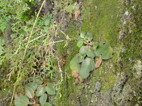 Image of Oreocharis auricula (S. Moore) C. B. Clarke