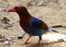 Image of Ceylon Blue Magpie