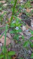 Image of Swamp Snakeherb