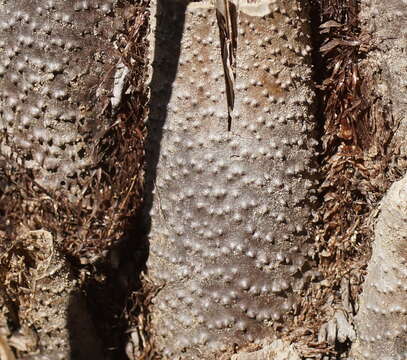 Image of Rough Tree Fern