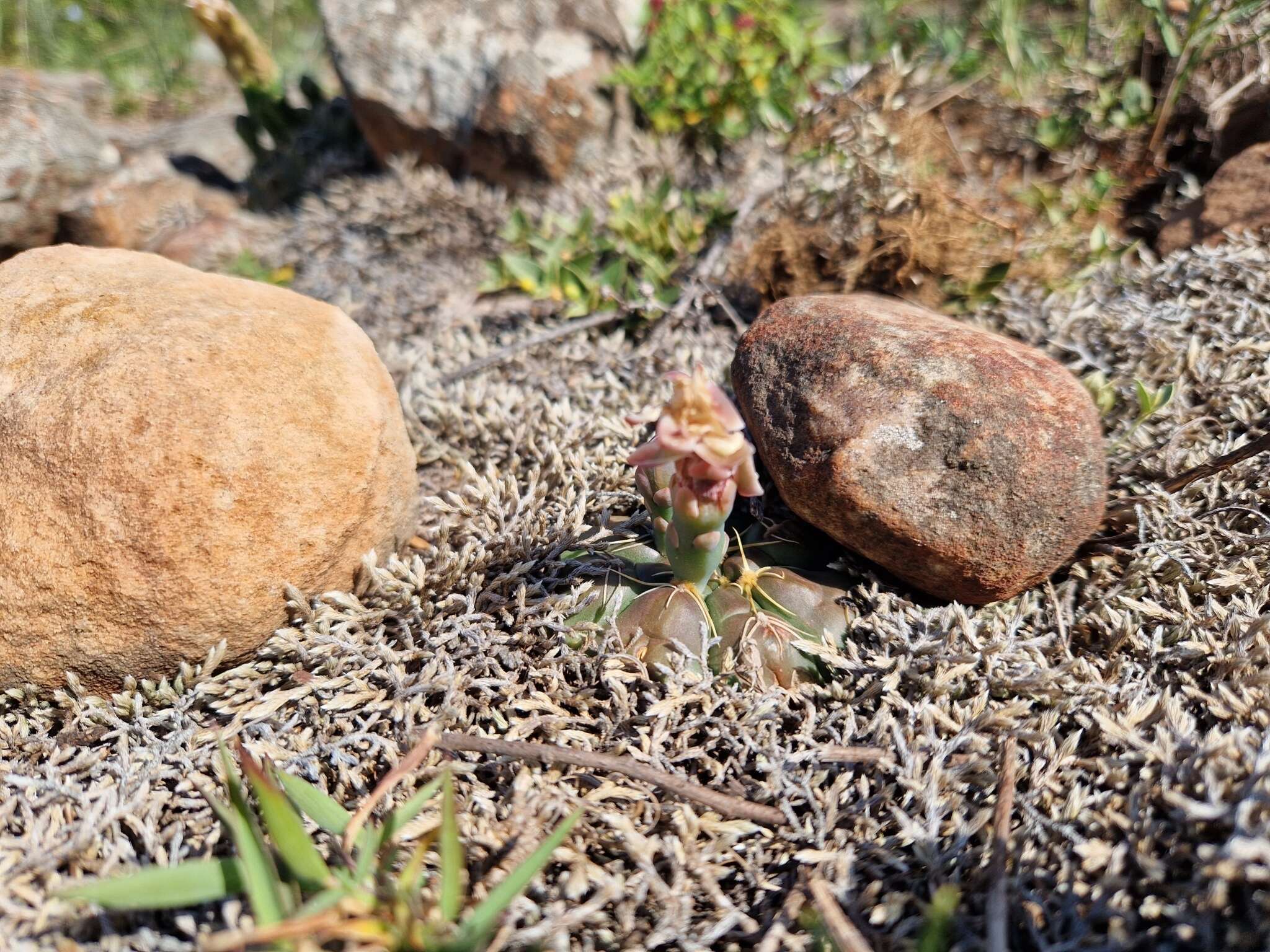 Image of Gymnocalycium mesopotamicum R. Kiesling