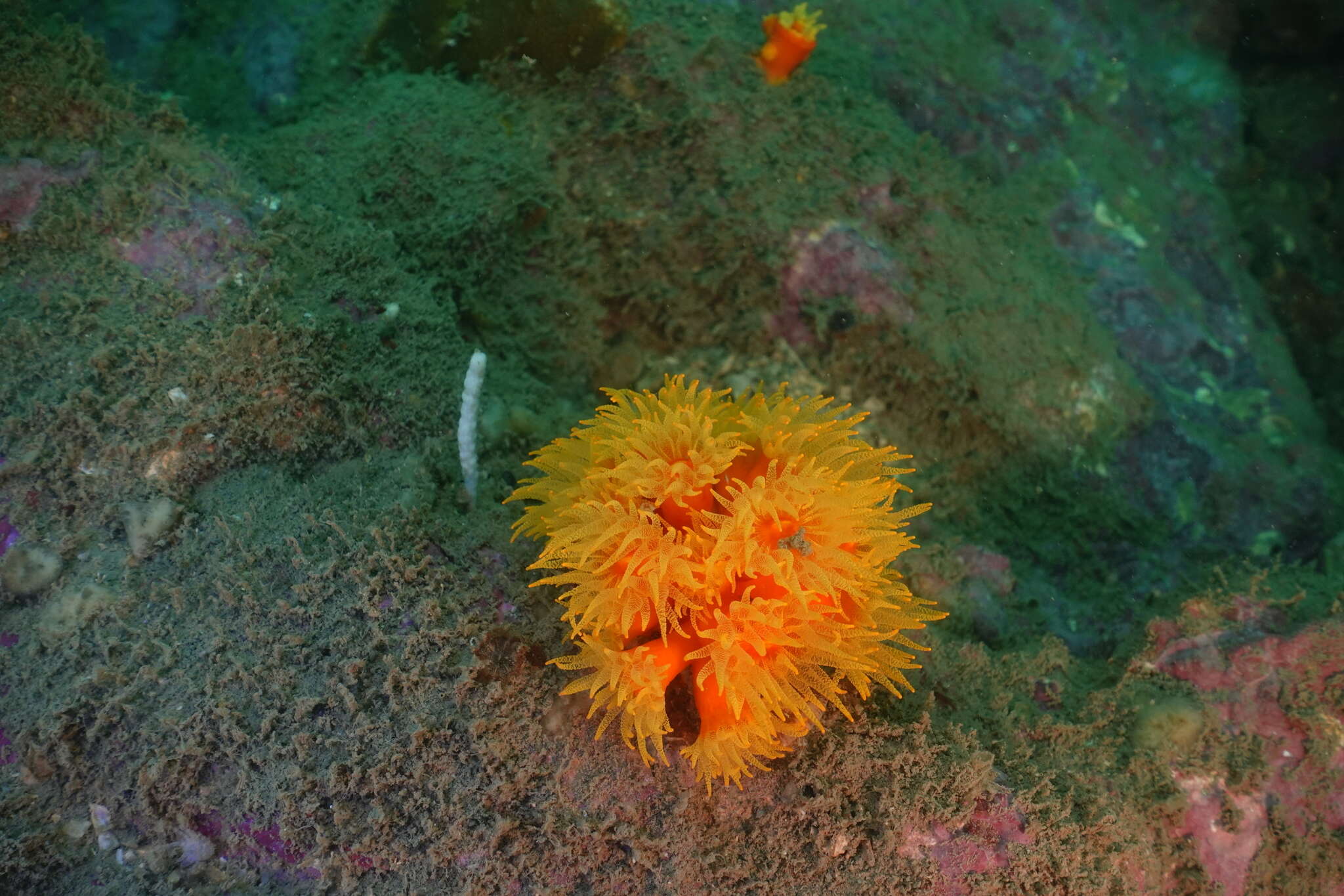 Dendrophyllia arbuscula van der Horst 1922 resmi