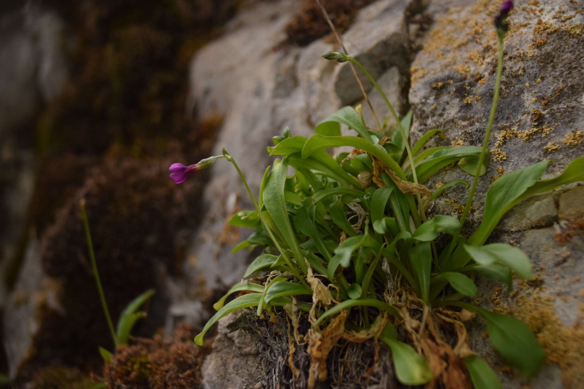 Sivun Primula cusickiana var. maguirei (L. O. Williams) N. H. Holmgren & S. Kelso kuva