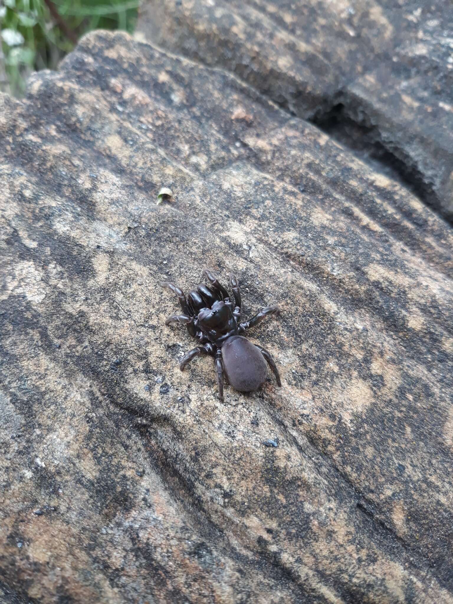 Image of Atypus muralis Bertkau 1890