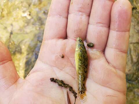 Image of Fringed Darter