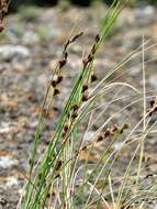 Image of Coleochloa