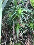 Image of Dracophyllum secundum R. Br.