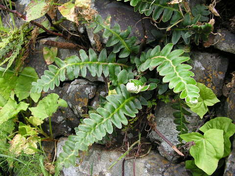 Image of Asplenium lolegnamense (Gibby & Lovis) Viane