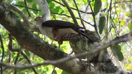 Image of Bicolored Hawk