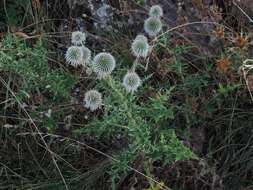 Image of Echinops sphaerocephalus subsp. sphaerocephalus