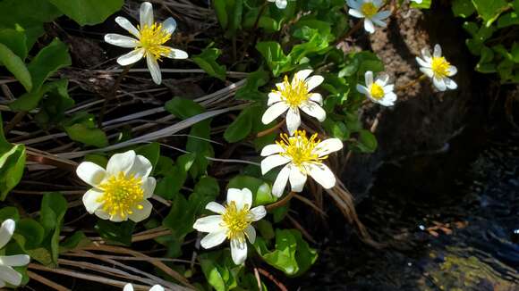 Image de Caltha leptosepala subsp. howellii (Huth) P. G. Sm.