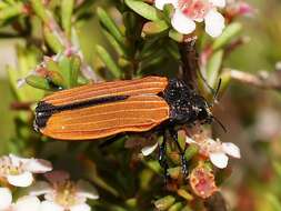 Image of Castiarina nasata (Saunders 1869)