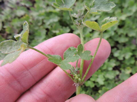 Image of hoary bowlesia