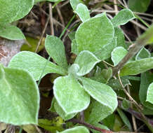 Imagem de Antennaria howellii subsp. petaloidea (Fern.) R. J. Bayer