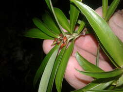 Image of long-leaved pimelea